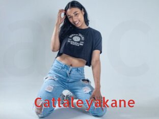 cattaleyakane Archive DVD NET