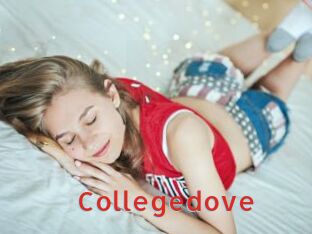 Collegedove