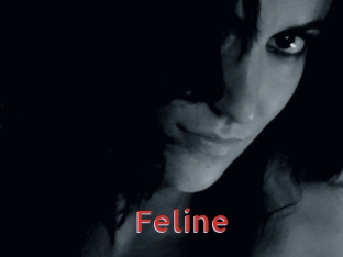 Feline Archive DVD NET