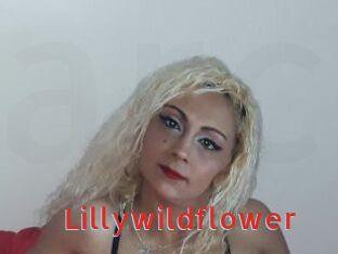 Lillywildflower