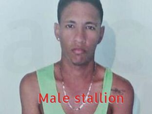 Male_stallion